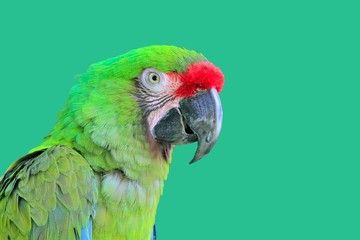 Ara Militaris Military Macaw Green parrot