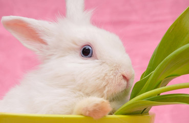 portrait of white rabbit