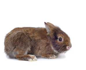 Obraz premium grey rabbit