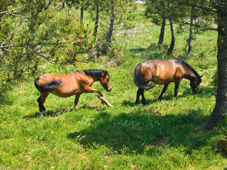 Free Horses in Serra de Outes