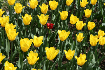 Tulips