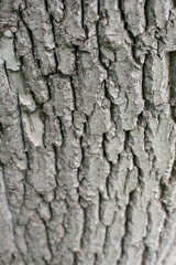 Fototapeta premium Bark