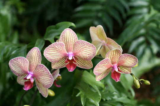Fototapeta Orchids