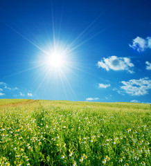 Obraz premium Spring field with flowers and blue sky