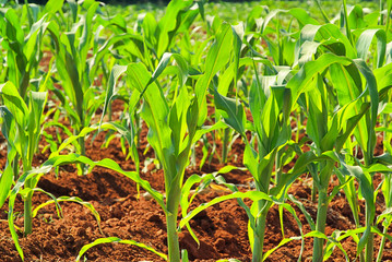 Maisfeld - corn field 07