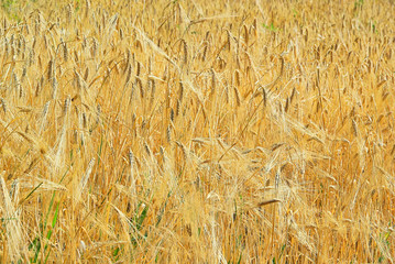 Roggenfeld - rye field 14