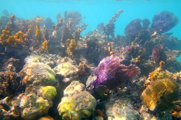 Naklejka na ściany i meble Caribbean tropical reef in Mayan Riviera