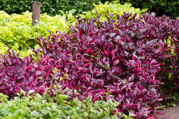 Colorful shrubs.