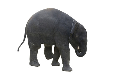 Fototapeta na wymiar Asian Elephant Calf - Elephas Maximus