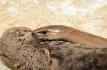 Anguis - Orvet - Slow Worm