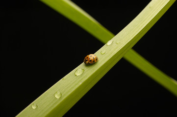 coccinella su foglia con rugiada
