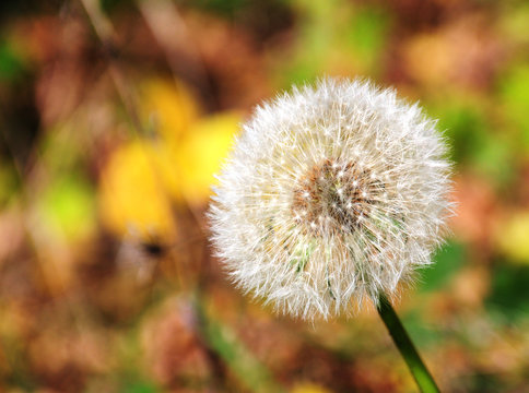 Color photo of white dandelion