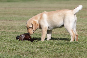 labrador  puppy with pheasant