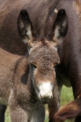 Fototapeta premium portrait of a young donkey