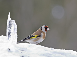 Goldfinch on snow