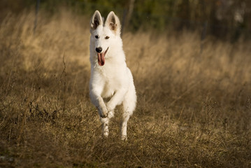 Obraz premium White shepherd in the run
