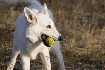 Obraz premium Dog during fun