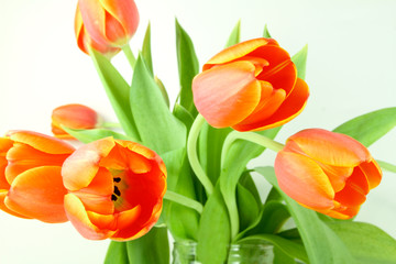 tulpen