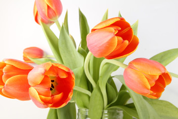 tulpen