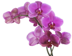 Naklejka na ściany i meble Piękna Różowa Orchidea samodzielnie na białym tle