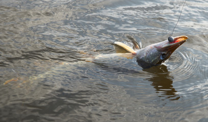 Pike on hook