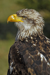 Halbwüchsiger Weißkopfseeadler