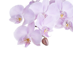 Beautiful Pink Orchid isolated on white