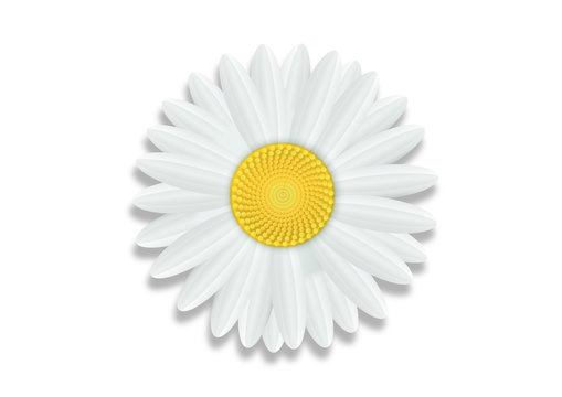 margueritte-Fond Blanc