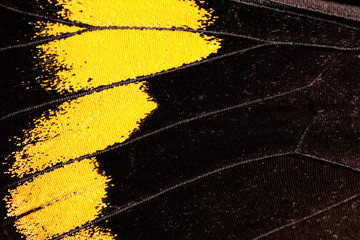 Butterfly wing, Black Jezebel, Delias nigrina