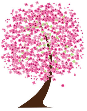 vector cherry tree in blossom