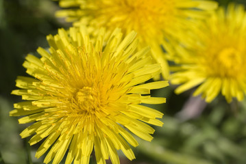 Naklejka premium Dandelion Closeup