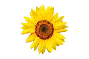 Fototapeta premium sunflower