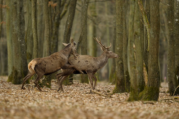 cerf