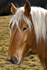 Naklejka premium tête d'un cheval