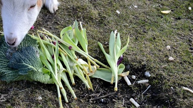Ziege beim fressen