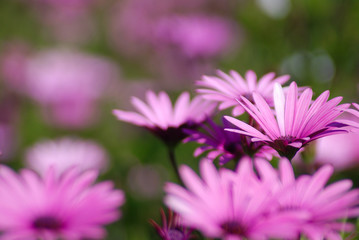 Obraz premium PAISAJE INTENSO DE MARGARITAS ROSAS