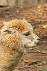 Fototapeta premium Alpaca's head close-up