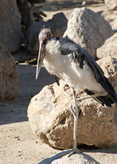 Marabou Stork standing on one leg