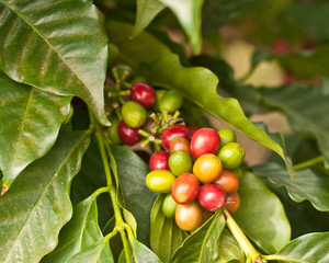 Coffee Beans on Tree