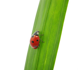 ladybug
