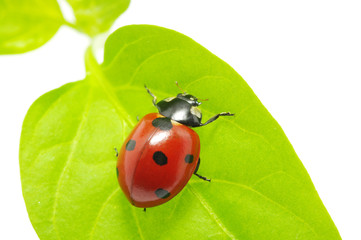 ladybug