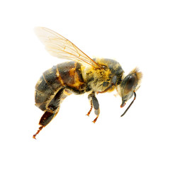 bee in flying