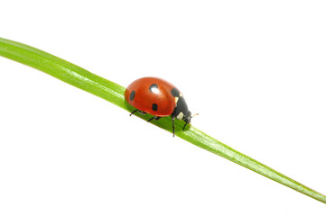 ladybug