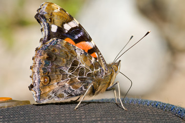 Butterfly admiral (Vanessa indica) 8