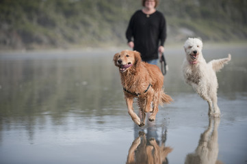 Two dogs run on beach