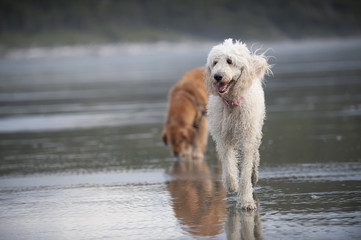 White dog runs on beach 2