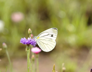 Cornflower with butterfly