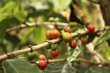 Coffee plantation in the Andean valleys. Quimbaya, Colombia