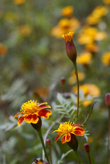 Tagetes patula flower background
