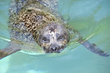 Obraz premium seerobbe